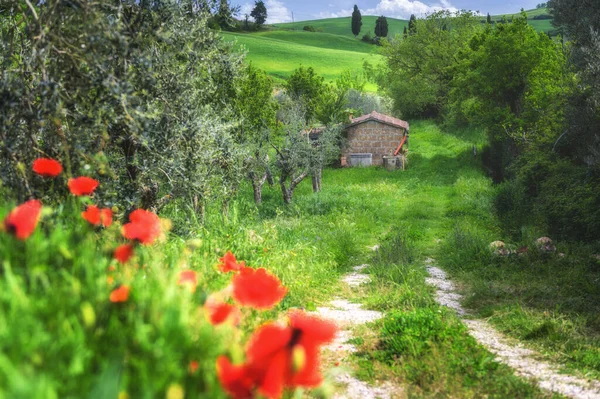 Paesaggio Verde Una Soleggiata Giornata Primaverile — Foto Stock