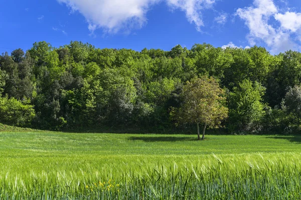 Paisaje Verde Soleado Día Primavera Imágenes De Stock Sin Royalties Gratis