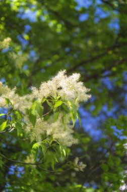 Güneşli bir bahar gününde yeşil manzara
