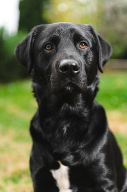 Güneşli bir günde evin önünde bahçedeki doğal siyah köpek.