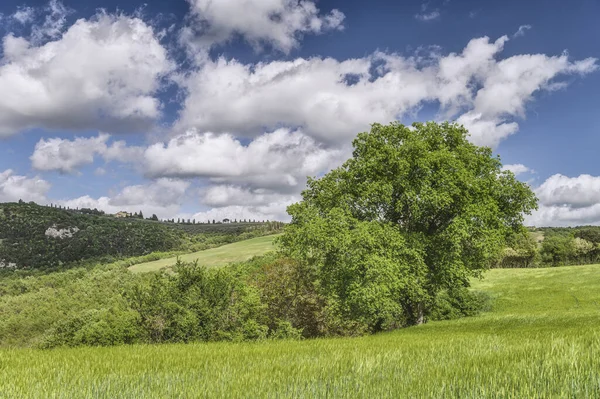 Groen Landschap Een Zonnige Lentedag — Stockfoto