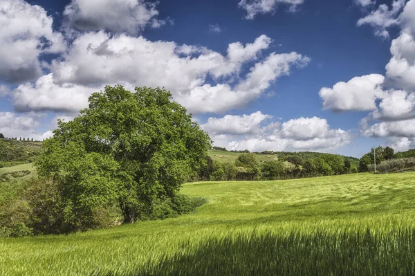 Green Landscape Sunny Spring Day — Stock Photo, Image