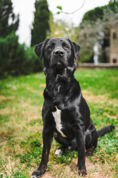 Naturlig Svart Hund Trädgården Solig Dag Framför Huset — Stockfoto