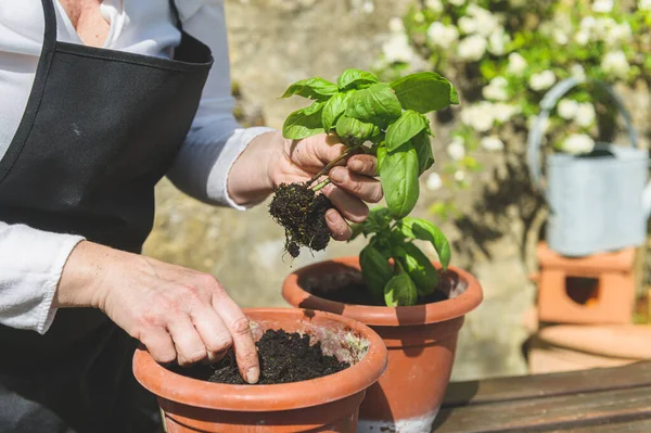 Planting Green Basil Garden Wooden Table — Stock Photo, Image