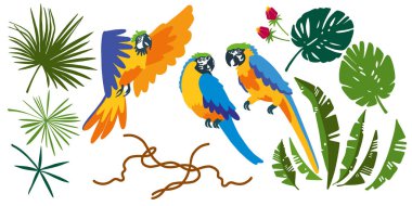 Tropik vektör elementleri kümesi. Yapraklar, papağanlar, çiçekler, dallar. Tipografik tasarım. Düz stil. Vektör