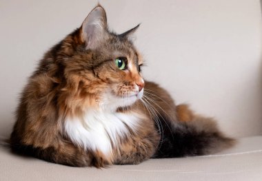 Evcil Uzun Saçlı Kedi. Kameraya bakan kırmızı bir kedinin yakın çekimi. Yeşil, zeki gözlü, güzel, yaşlı bir kedi. Kedinin ceketi üç renkli.