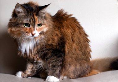 Evcil Uzun Saçlı Kedi. Kameraya bakan kırmızı bir kedinin yakın çekimi. Yeşil, zeki gözlü, güzel, yaşlı bir kedi. Kedinin ceketi üç renkli.