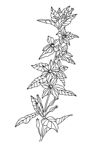 Fleur sauvage. Fleurs à base de plantes dessinées à la main isolé sur fond blanc. illustration vectorielle coloration — Image vectorielle