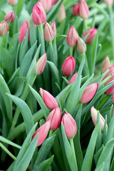 Les Tulipes Poussent Dans Une Serre Semis Serre Agroalimentaire Printemps — Photo