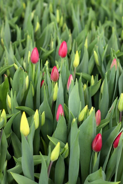 Los Tulipanes Crecen Invernadero Agronegocios Invernadero Plántulas Primavera Temporada Jardinería —  Fotos de Stock