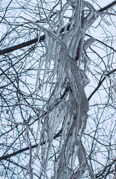Galho Árvore Com Icicles Após Chuva Gelada Enorme Gelo Forma — Fotografia de Stock
