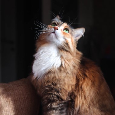 Evcil kedi. Yeşil, akıllı gözlü, yaşlı, güzel bir kedi. Üç renkli kedi tüyü: beyaz, kırmızı ve siyah Kedi kanepede yatıyor.