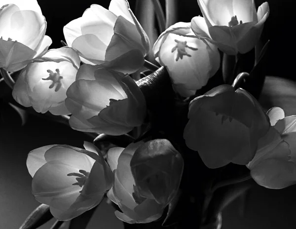Λευκές Τουλίπες Μαύρο Φόντο Ανοιξιάτικα Λουλούδια Φωτεινό Περίγραμμα Φως Ασπρόμαυρη — Φωτογραφία Αρχείου