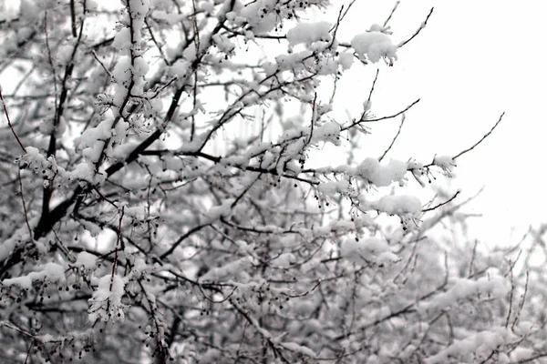 Snötäckta Trädgrenar Snö Mars Snöstorm Våren — Stockfoto