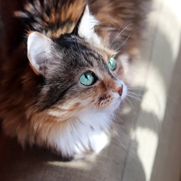 Domestic cat. A beautiful old cat with green intelligent eyes. Tricolor cat hair: white, red and black. The cat is lying on the sofa in the sun. Close up