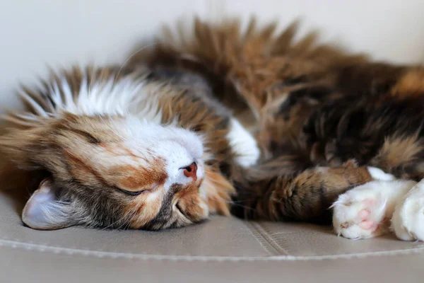 Eine Schöne Bunte Hauskatze Schläft Auf Dem Sofa Lieblingstiere — Stockfoto