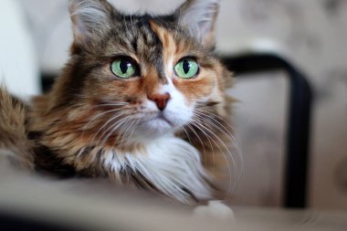 Evcil Uzun Saçlı Kedi. Yeşil, zeki gözlü güzel bir kedi. Kedinin ceketi üç renkli: beyaz, kırmızı ve siyah..
