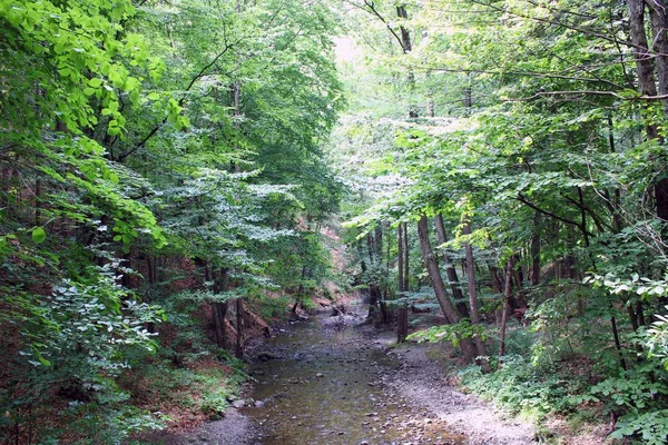 Річка Лісі Округ Рамніку Валча Румунія Навесні Зелені Дерева — стокове фото