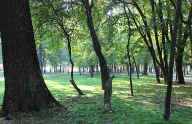 Romanescu parkında güneşli bir günde güzel yeşil ağaçlar ve çimenler, Craiova City, Romanya