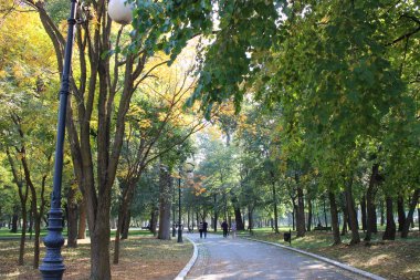 Romanescu parkında ağaçlarla dolu güzel bir ara sokak güneşli bir günde, Craiova City, Romanya