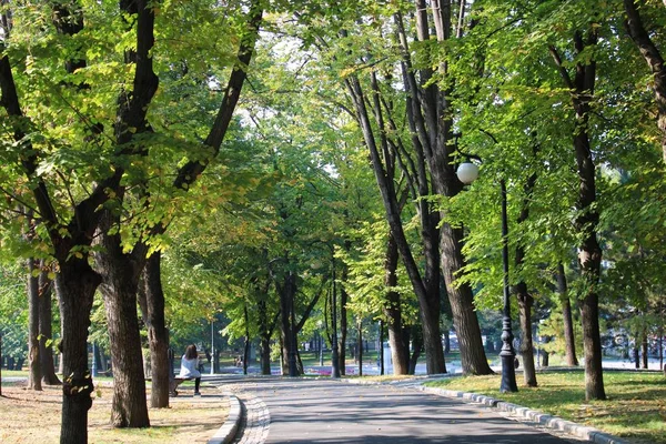 Green Tree Park Alley Día Soleado Hermoso Callejón Con Árboles —  Fotos de Stock