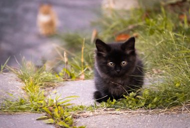Kedi çimenlerde oturuyor..