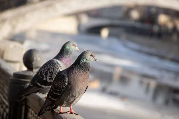 Moskova nehrinin kıyısındaki güvercinler. Sokak fotoğrafı.