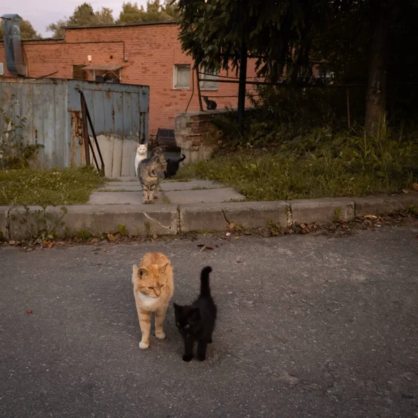 Family of cats for a walk. Moscow region, Russia.