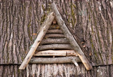 Ağaç kabuğunun dokusu. Ağaç gövdesi.