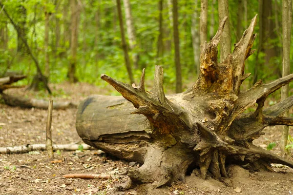 Ormandaki devrilmiş bir ağacın kökleri.