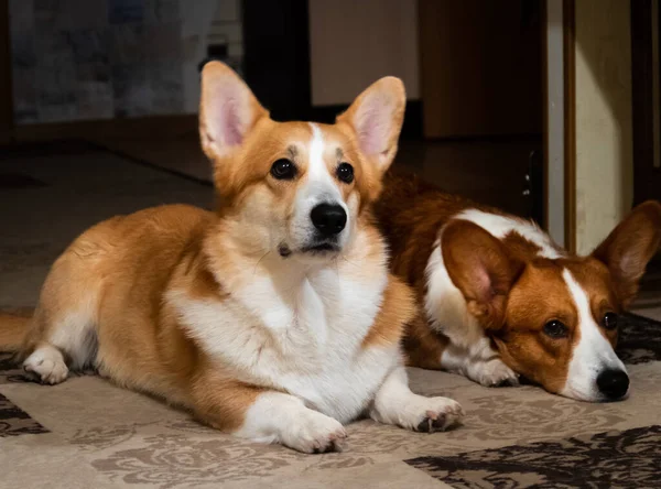 Köpekler takımları öğrenir. Corgi. Evdeki hayvanlar..