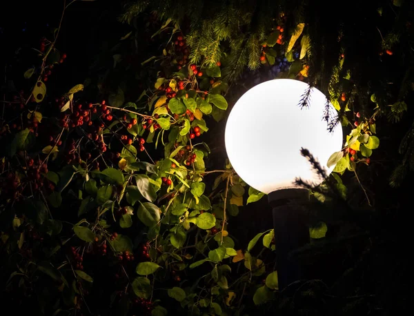 Ağacın yaprakları arasında bir fener parlıyor..