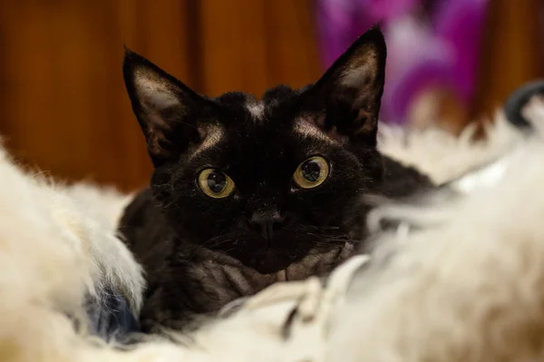 Schwarze Katze Auf Weißem Fell — Stockfoto