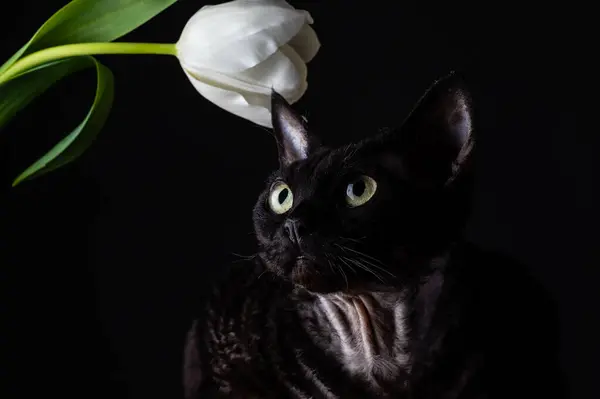 Białe Tulipany Czarnym Tle — Zdjęcie stockowe