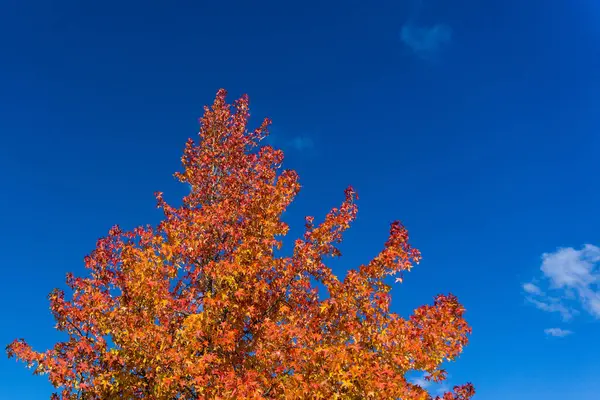 Ett Gyllene Fallträd Med Levande Blå Himmel — Stockfoto