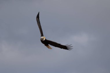 Gökyüzünde daireler çizen yalnız kel bir kartal yiyecek arıyor.