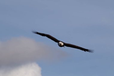 Yalnız bir Kel Kartal yiyecek aramak için yükseklere uçuyor.