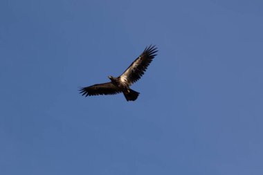 Yalnız bir Altın Kartal yiyecek aramak için tepelerde daireler çiziyor.