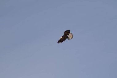 Yalnız bir Kel Kartal yiyecek aramak için yükseklere uçuyor.