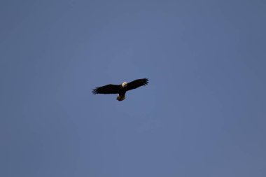 Yalnız bir Kel Kartal yiyecek aramak için yükseklere uçuyor.