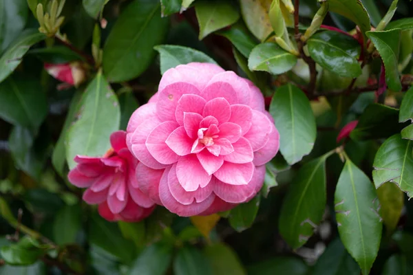 Single Red Camellia Full Bloom — Stock Photo, Image