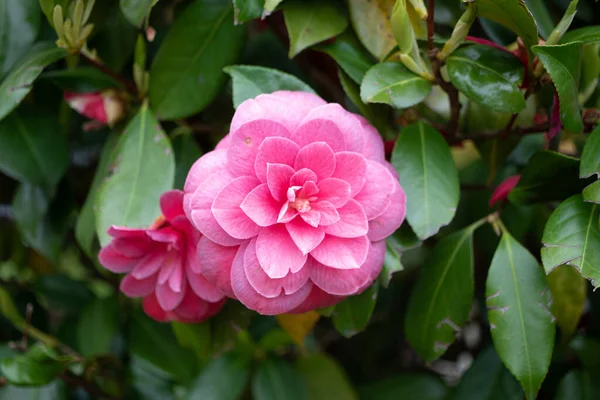 Eine Einzige Rote Kamelie Voller Blüte — Stockfoto