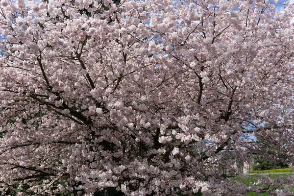 Pink Cherry Blossom Bloemblaadjes Een Boom Het Voorjaar — Stockfoto