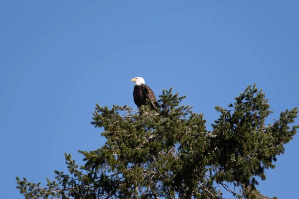 Águila Calva Solitaria Posada Árbol Comiendo Carroña — Foto de Stock