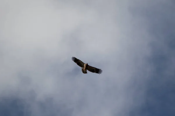 Uma Águia Careca Solitária Que Circula Céu Procura Comida — Fotografia de Stock