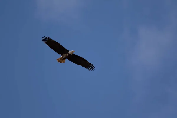 Uma Águia Careca Solitária Voando Alto Procura Comida — Fotografia de Stock