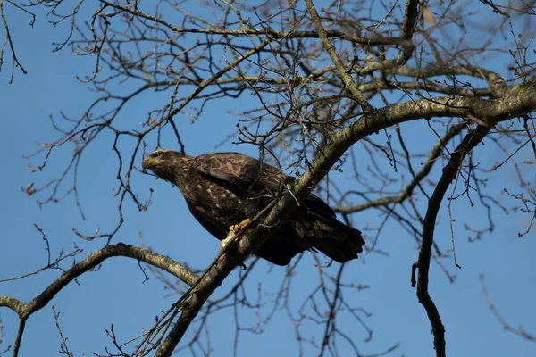 Ein Einsamer Steinadler Hoch Oben Einem Baum Auf Der Suche — Stockfoto