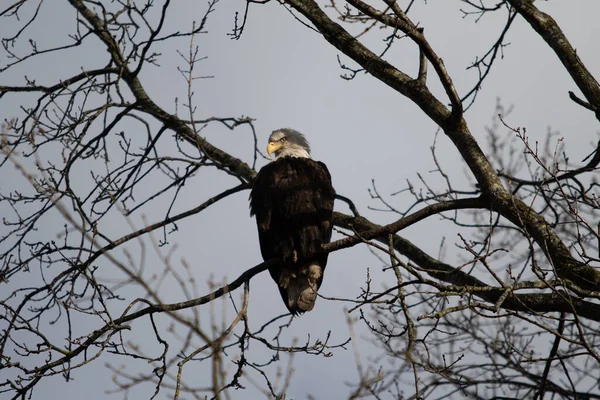 Solitario Águila Calva Posada Árbol Buscando Comida — Foto de Stock