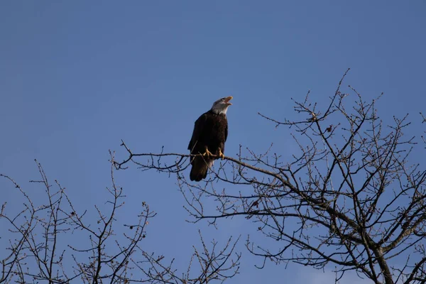 Solitario Águila Calva Posada Árbol Buscando Comida — Foto de Stock