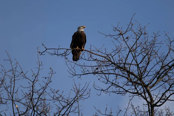 Solitario Águila Calva Posada Árbol Buscando Comida — Foto de Stock